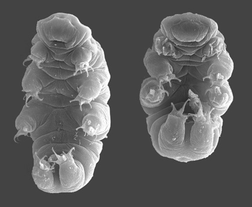 Ένα βραδύπορο (Tardigrade)