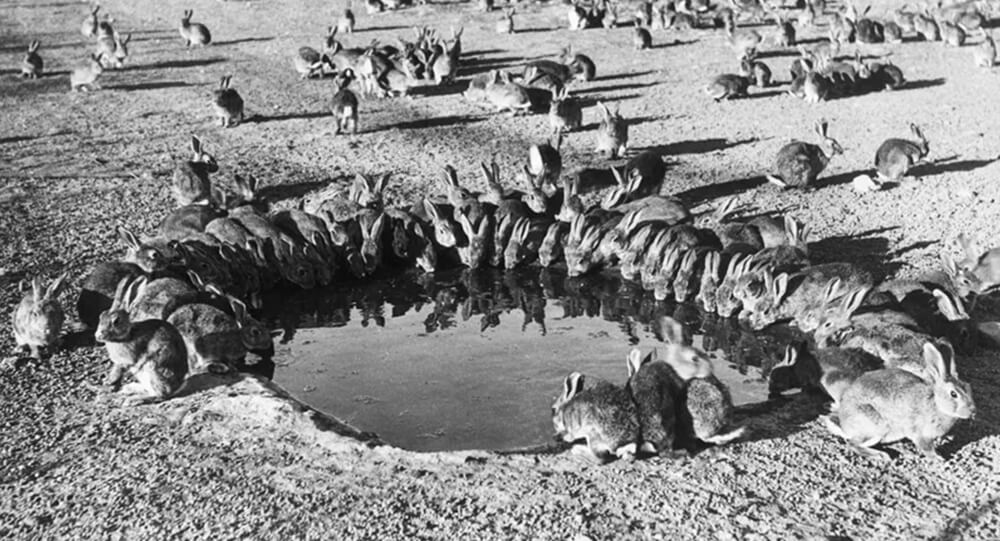 Τα ευρωπαϊκά κουνέλια στην Αυστραλία https://weeklyrecess.com/wp-content/uploads/2024/06/How-European-Rabbits-Took-over-Australia.jpg