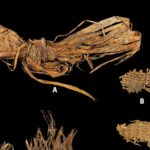 Τα αρχαιότερα πλεκτά και ραμμένα αντικείμενα της ανθρωπότητας