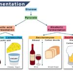 Η Βιοτεχνολογία στην Καθημερινή μας Ζωή