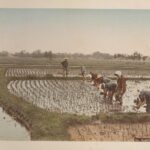 Παραδόσεις, θεότητες και γεωργία: Μια αναδρομή στην αγροτική Ιαπωνία του 19ου αιώνα