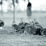 Όταν η Αυστραλία κήρυξε τον πόλεμο στα κουνέλια