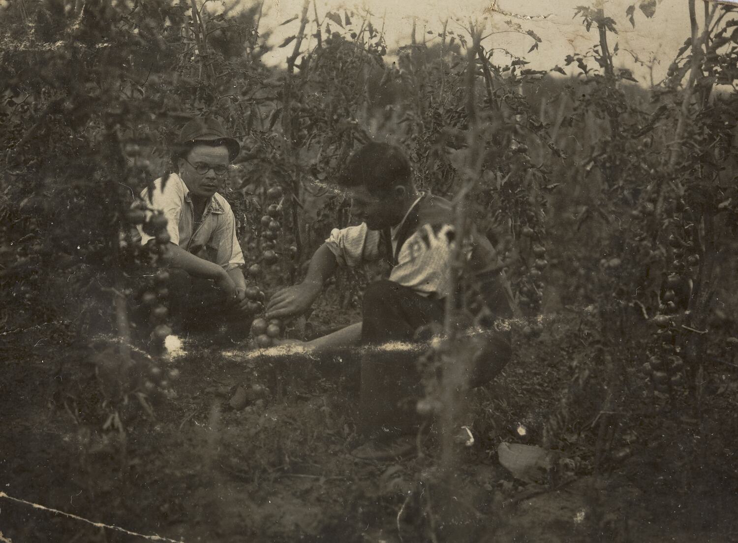 Καλλιέργεια τομάτας στο κέντρο υποδοχής μεταναστών Μπονεγκίλα, 1950 | Πηγή Εικόνας: collections.museumsvictoria.com.au