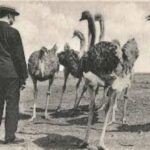 Αυστραλία εναντίον Εμού