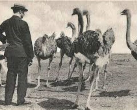 Ο πόλεμος των Εμού- Πηγή εικόνας: www.offlinepost.gr