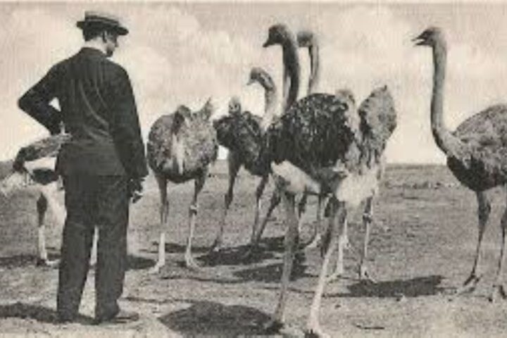 Ο πόλεμος των Εμού- Πηγή εικόνας: www.offlinepost.gr